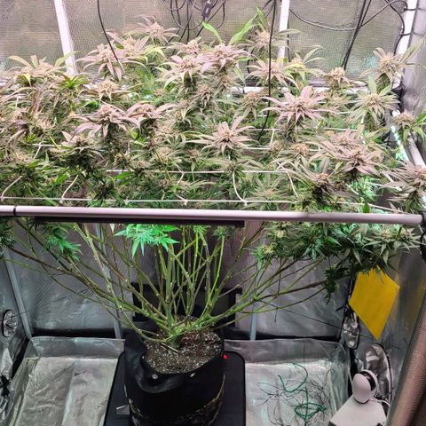 Electrify growlog timeline photo