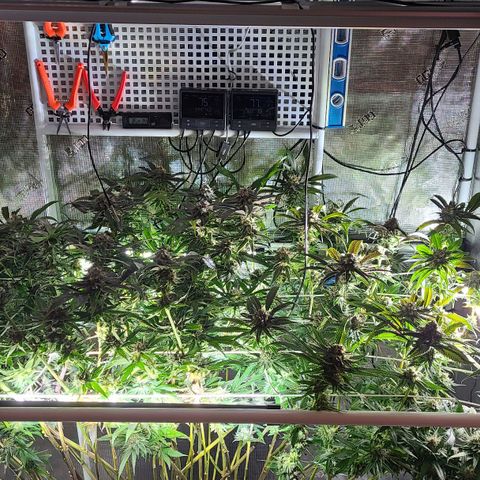 Electrify growlog timeline photo