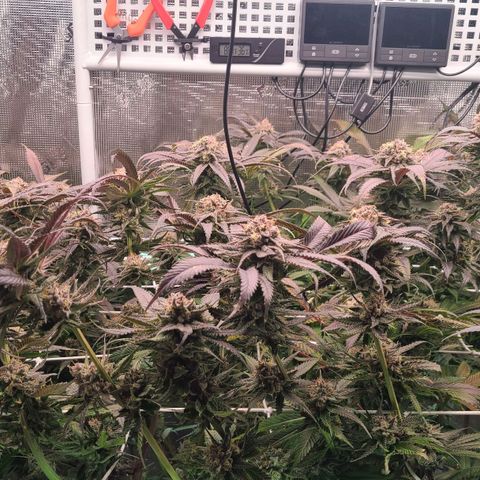 Electrify growlog timeline photo
