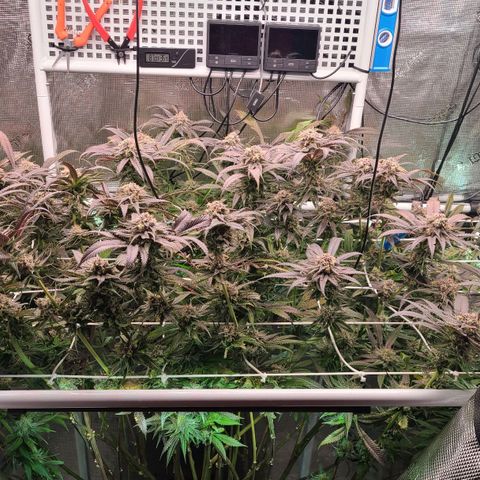Electrify growlog timeline photo