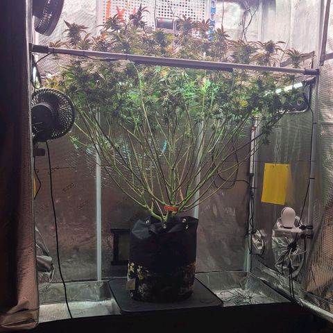 Electrify growlog timeline photo