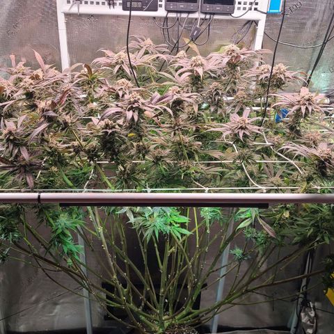 Electrify growlog timeline photo