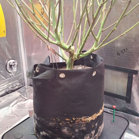 Electrify growlog timeline photo