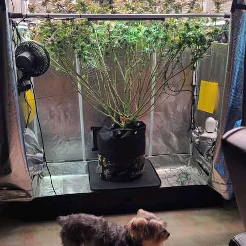 Electrify growlog timeline photo