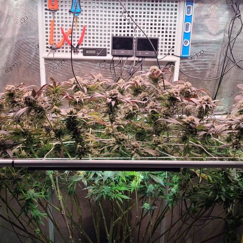 Electrify growlog timeline photo