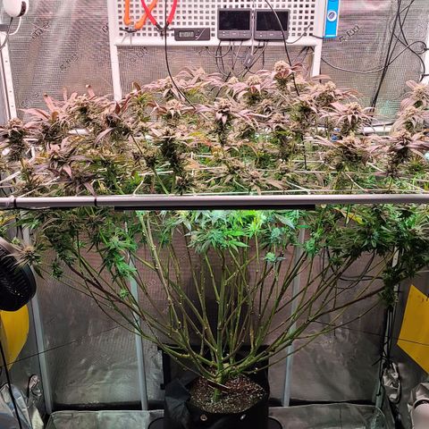 Electrify growlog timeline photo