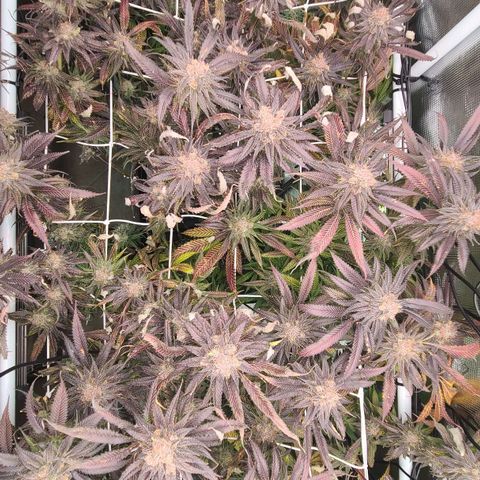 Electrify growlog timeline photo