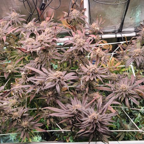 Electrify growlog timeline photo