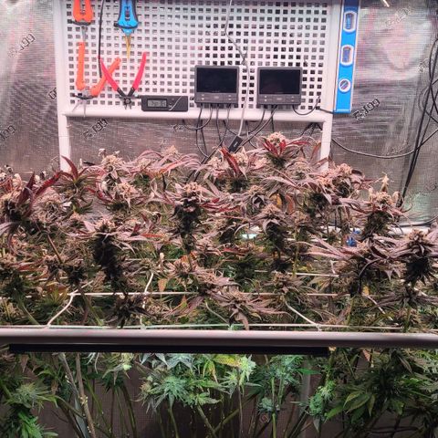 Electrify growlog timeline photo