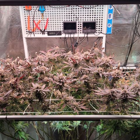 Electrify growlog timeline photo