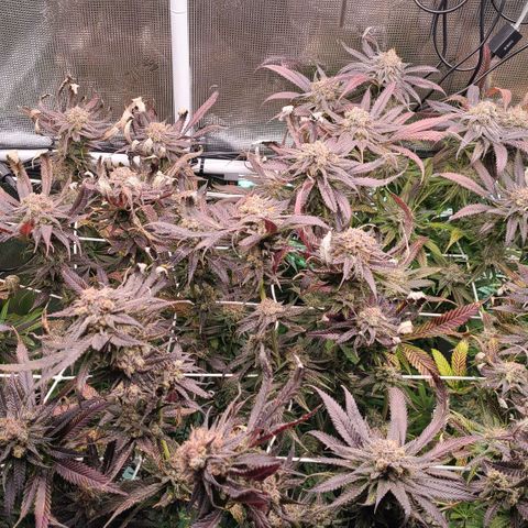 Electrify growlog timeline photo
