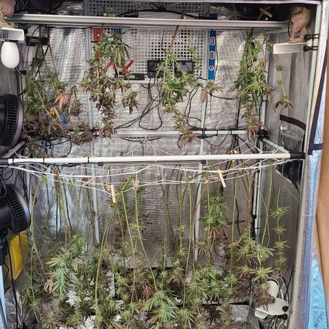 Electrify growlog photo: Harvested