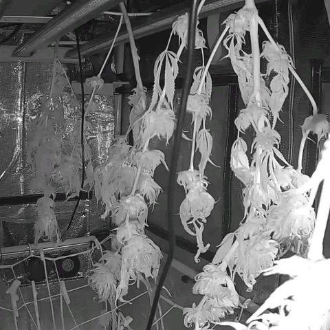 Electrify growlog photo: In Dry