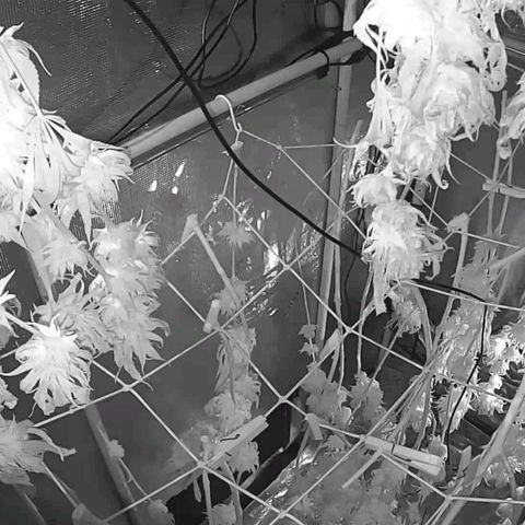 Electrify growlog photo: In Dry
