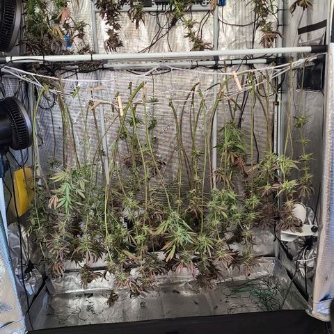 Electrify growlog photo: In Dry
