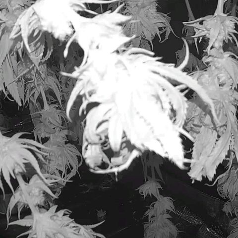 Electrify growlog photo: In Dry