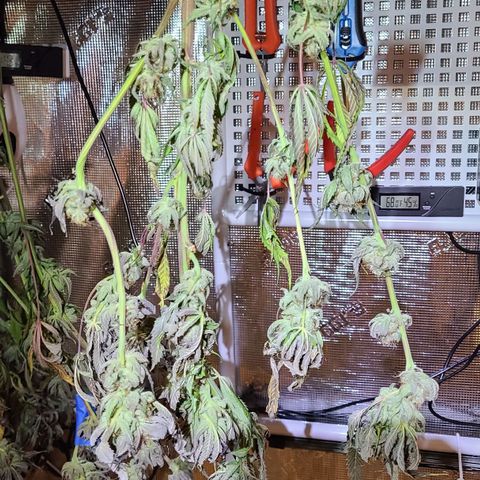 Electrify growlog timeline photo