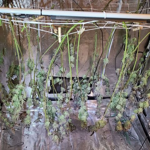 Electrify growlog timeline photo