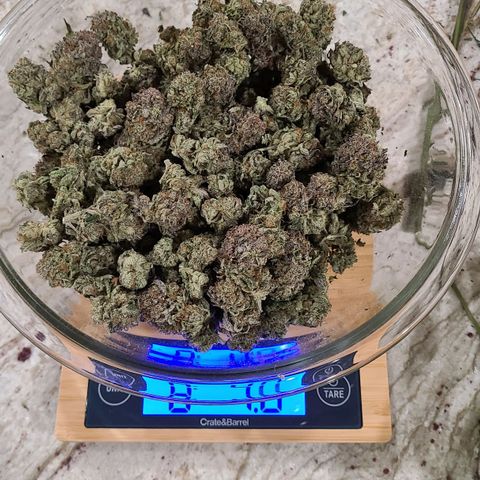 Electrify growlog timeline photo