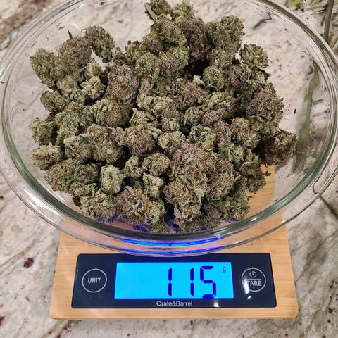 Electrify growlog timeline photo