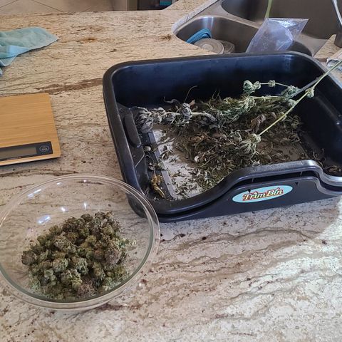 Electrify growlog photo: Trim day