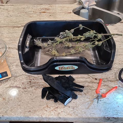 Electrify growlog photo: Trim day
