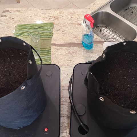 Blue Dream growlog photo: Germination day! Seeds from ILGM. 