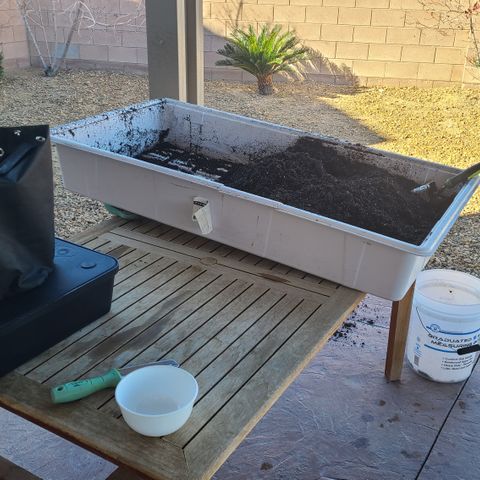 Blue Dream growlog photo: Germination day! Seeds from ILGM. 
