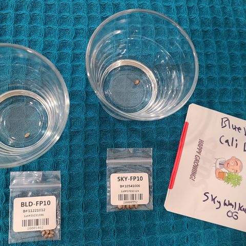 Blue Dream growlog photo: Germination day! Seeds from ILGM. 