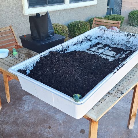 Blue Dream growlog photo: Germination day! Seeds from ILGM. 
