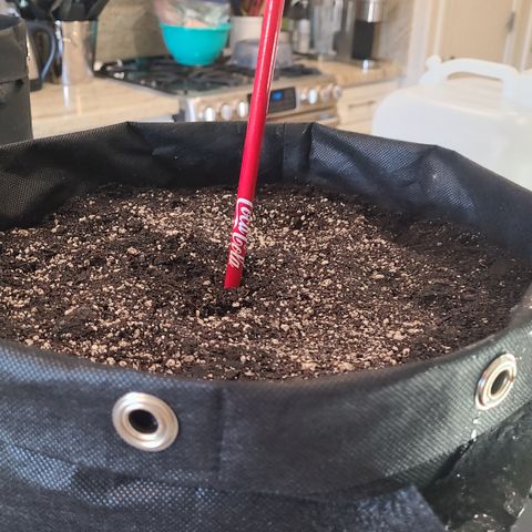 Blue Dream growlog photo: Germination day! Seeds from ILGM. 