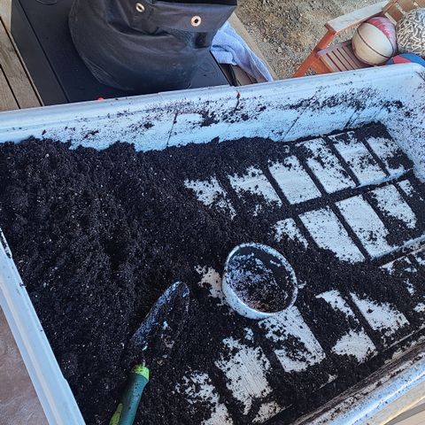 Blue Dream growlog photo: Germination day! Seeds from ILGM. 
