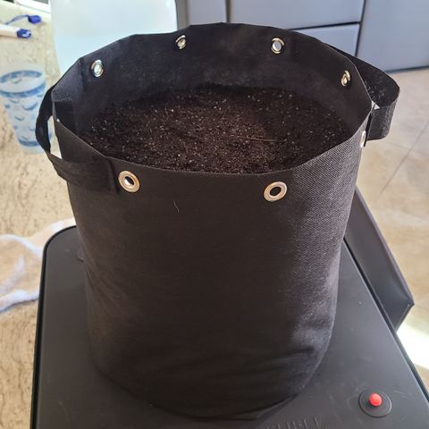 Blue Dream growlog photo: Germination day! Seeds from ILGM. 