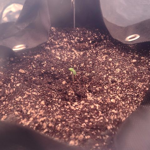 Blue Dream growlog photo: Blue Dream sprouted seedling 