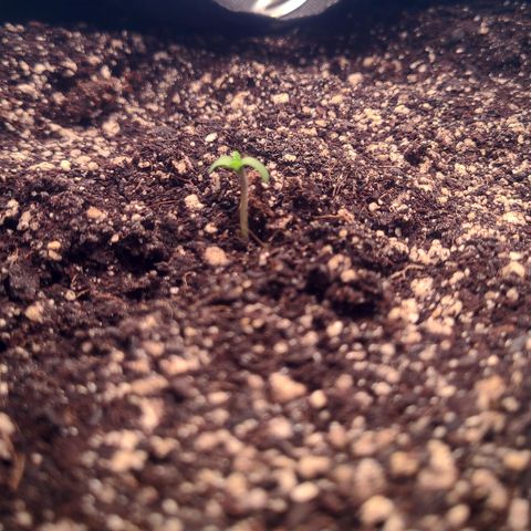 Blue Dream growlog photo: Blue Dream sprouted seedling 