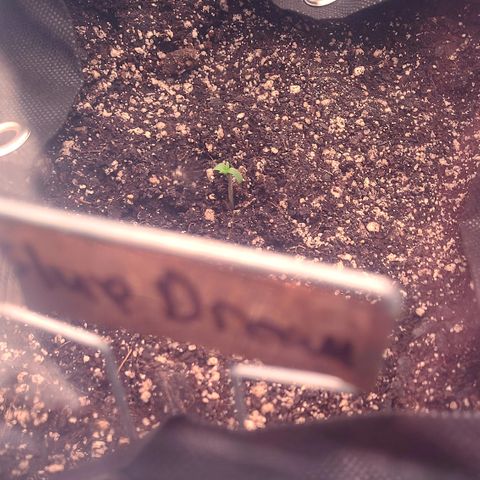 Blue Dream growlog photo: Blue Dream sprouted seedling 