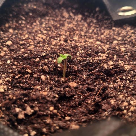 Blue Dream growlog photo: Blue Dream sprouted seedling 
