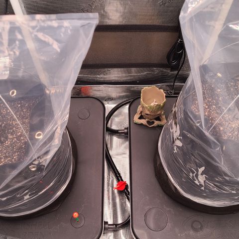 Blue Dream growlog photo: Blue Dream sprouted - Skywalker OG Kush did not