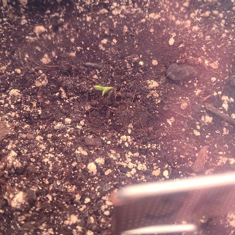 Skywalker OG growlog photo: Just popped! 