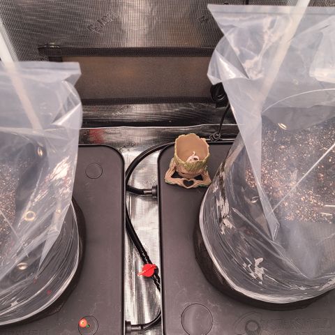 Blue Dream growlog photo: Skywalker OG Kush popped! Both girls seedlings🍻
