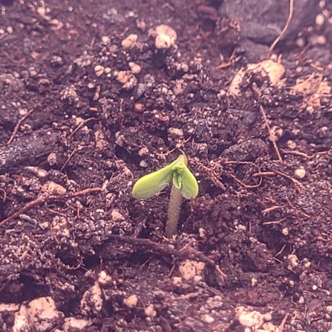 Blue Dream growlog photo: Skywalker OG Kush popped! Both girls seedlings🍻
