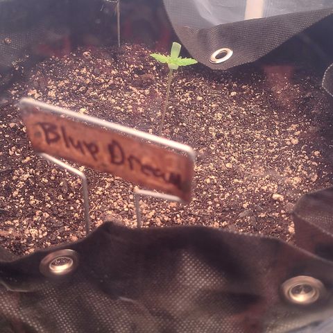 Blue Dream growlog timeline photo