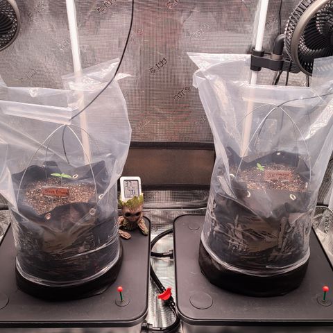 Blue Dream growlog timeline photo