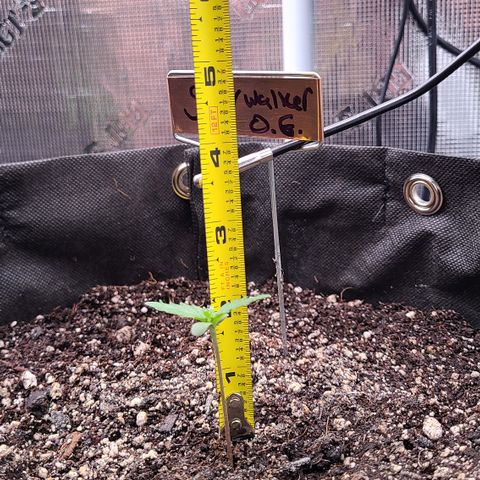 Blue Dream growlog timeline photo