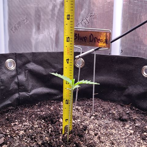 Blue Dream growlog timeline photo