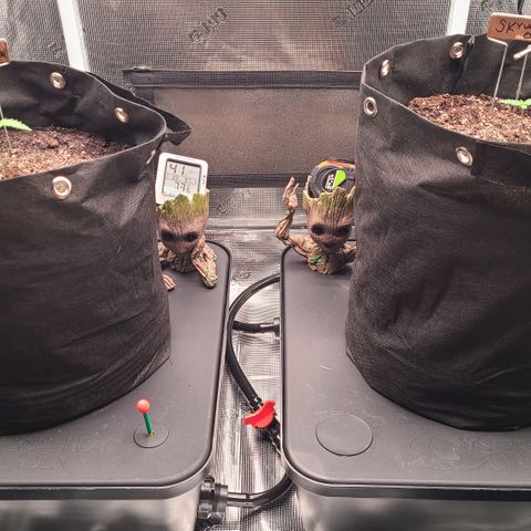 Blue Dream growlog timeline photo