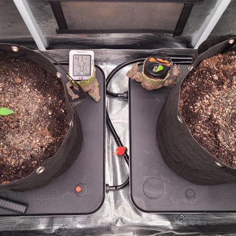 Blue Dream growlog timeline photo