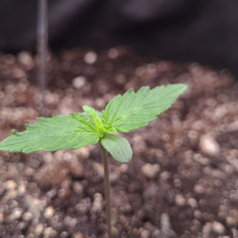 Blue Dream growlog timeline photo