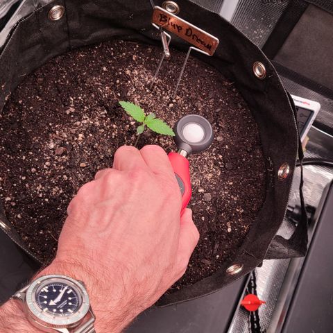 Blue Dream growlog timeline photo