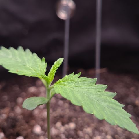 Blue Dream growlog timeline photo